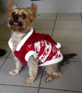 Sweterek dla psa RENIFER RED
