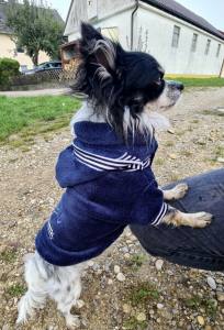 Jogger DogsZone bluza dla psa BONE GRANAT