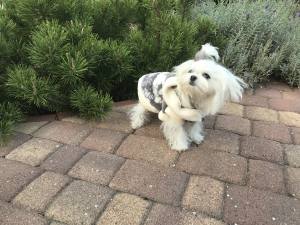 Sweterek dla psa RENIFER GREY
