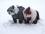Kombinezon zimowy z szelkami czapka i szalem dla psa North Pole