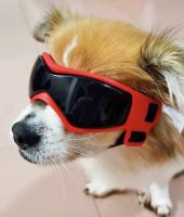 Okulary dla psa 

Dlaczego OKU...